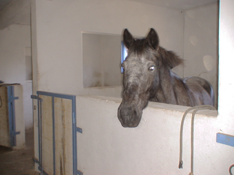 Cheval gris en boxe