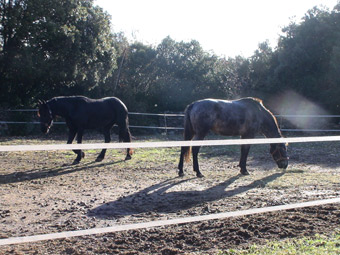 Chevaux dans un parc